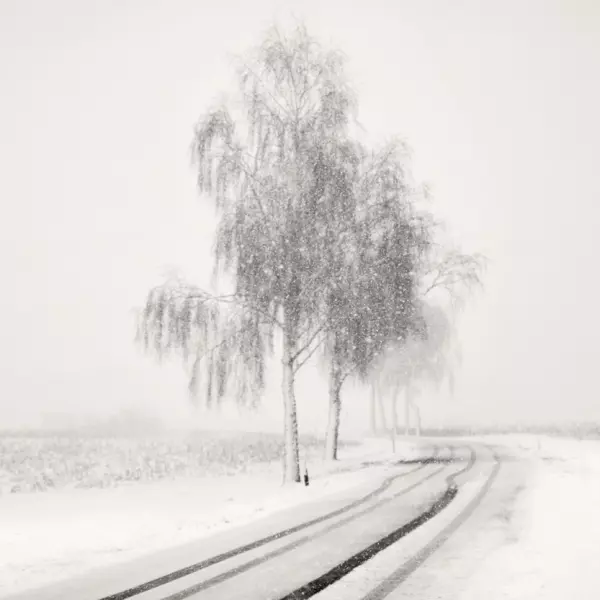 Snowy Road by Lena Weisbek in Photography