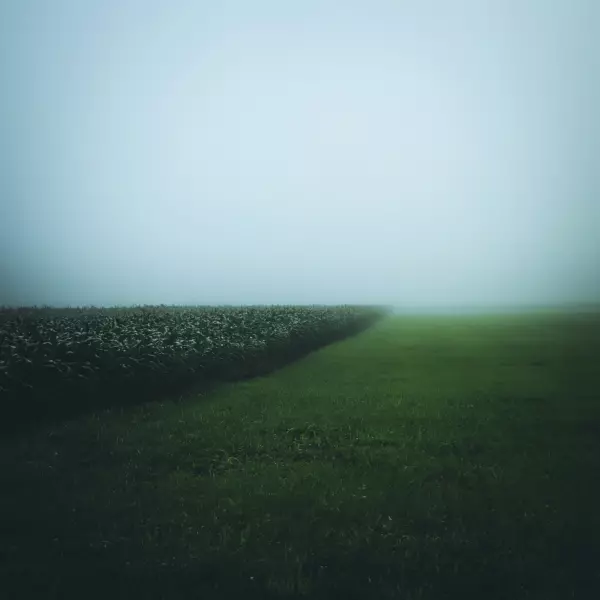 The cornfield par Renate Wasinger dans Photographie