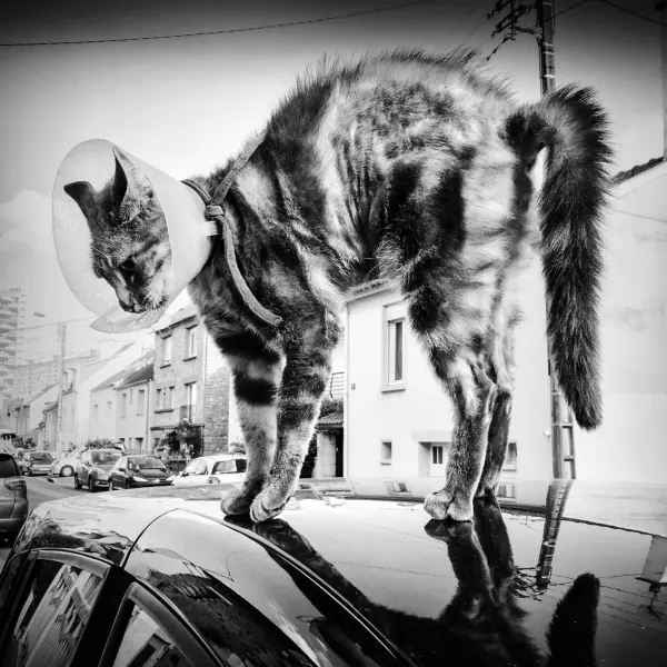Le chat collerette par Karine Nicolleau dans Photographie Numérique