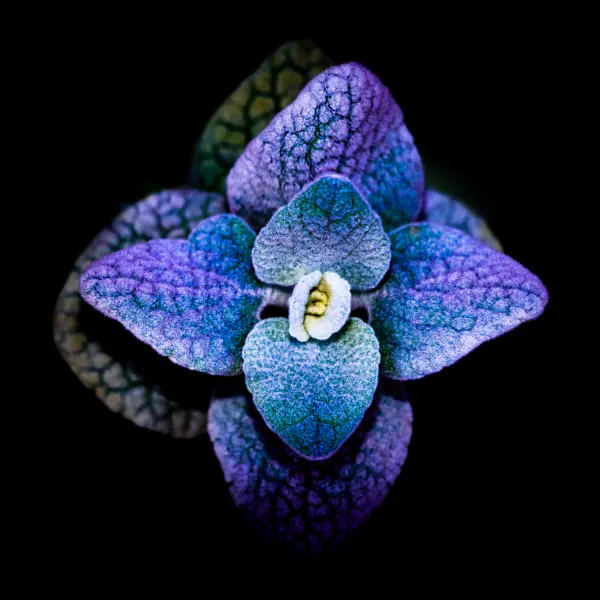 Arrogance chromatique par Olivier Galian dans Photographie Numérique