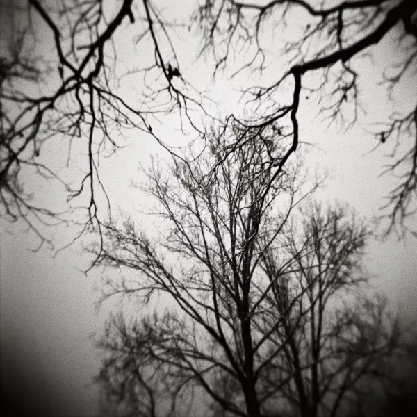 Winter Tree par rolf florschuetz dans Photographie Film moyen-format