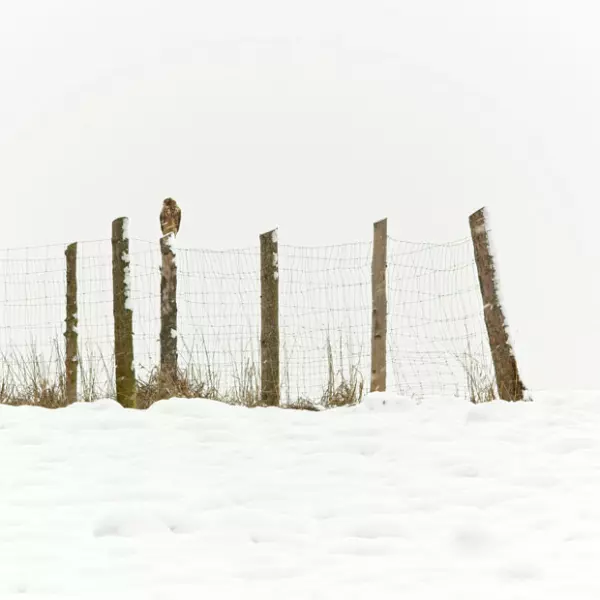 Camouflaged on the fence by Rudy Finta in Photography Digital