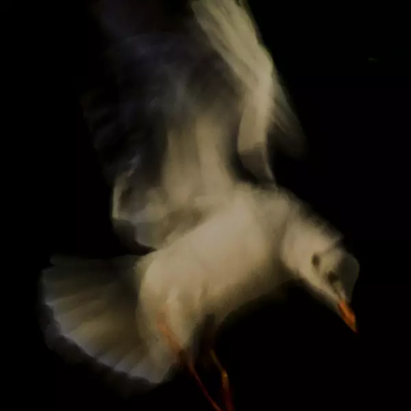 Seagull by Marta Janiak in Photography Digital