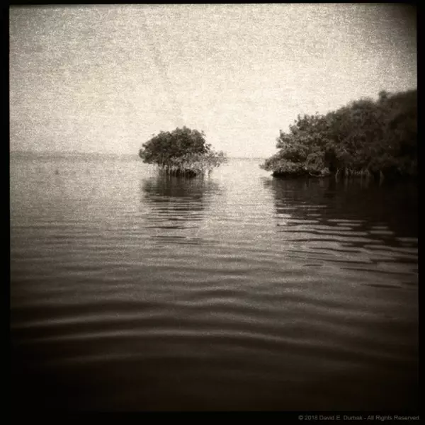 Mangroves, Gulf of Mexico by David Dürbak in Photography Medium-format film
