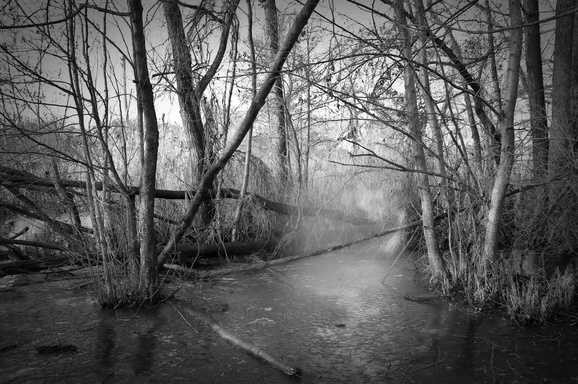 Bottomless swamp is a creation by the artist Franz Kössler. Category Nature, Fine-Art, Mystery, Photography. 3 distinctions, 2K views, 99 appreciations, 10 comments, 8 favourites.