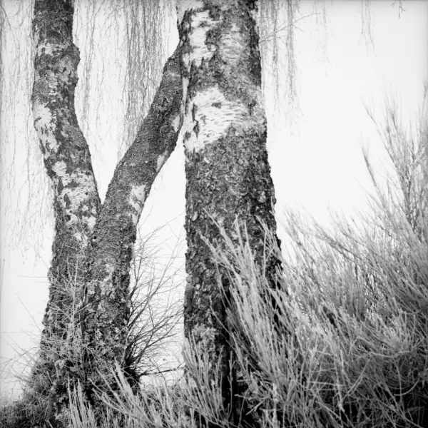 3 birches by Mike Seidel in Photography Medium-format film