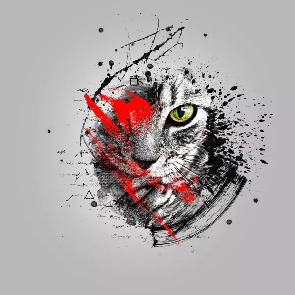 Portrait de chat par Steve Maudet