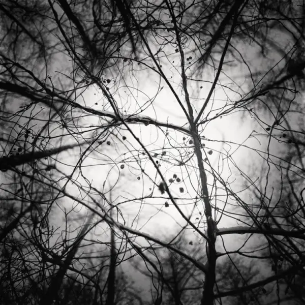 Plants. Alder forest. Homeĺskae Palesse, 20217 by Artsiom Khalandach in Photography Medium-format film