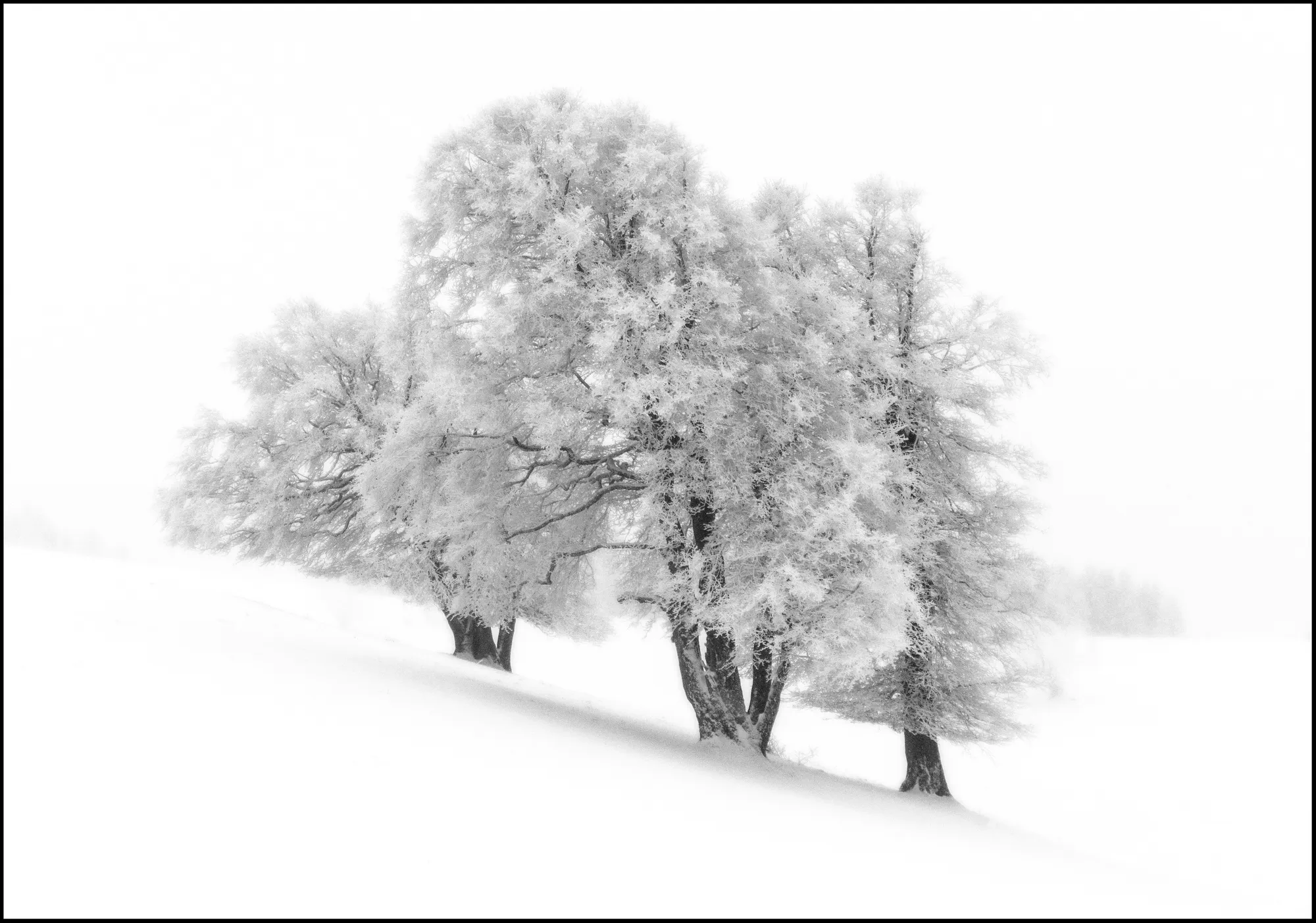Images Gratuites : arbre, forêt, neige, hiver, noir et blanc, route, gel,  tunnel, l'automne, Météo, Humain, Monochrome, saison, des arbres, rue,  symétrie, un moyen, Chemin forestier, Toit ouvrant, treillis, Avenue bordée  d'arbres,, image size:2000x1403