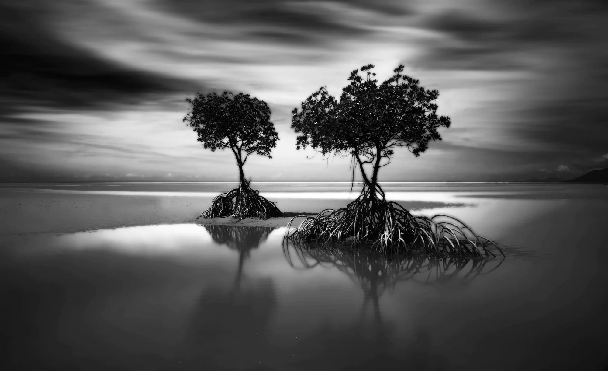 Mangrove Trees and Sand Structures at Yule Point, Australia by Imi ...