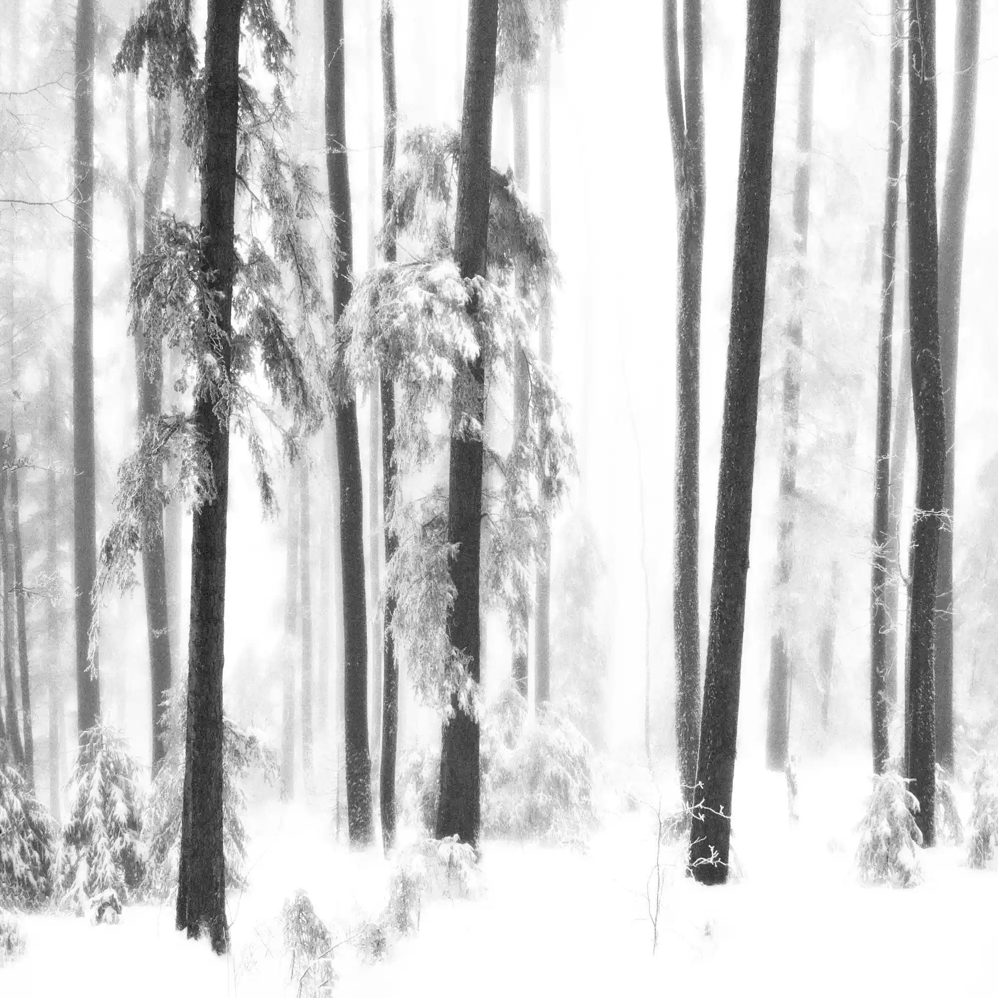 A Winter Day by Imi Koetz, Photography, Digital | Art Limited