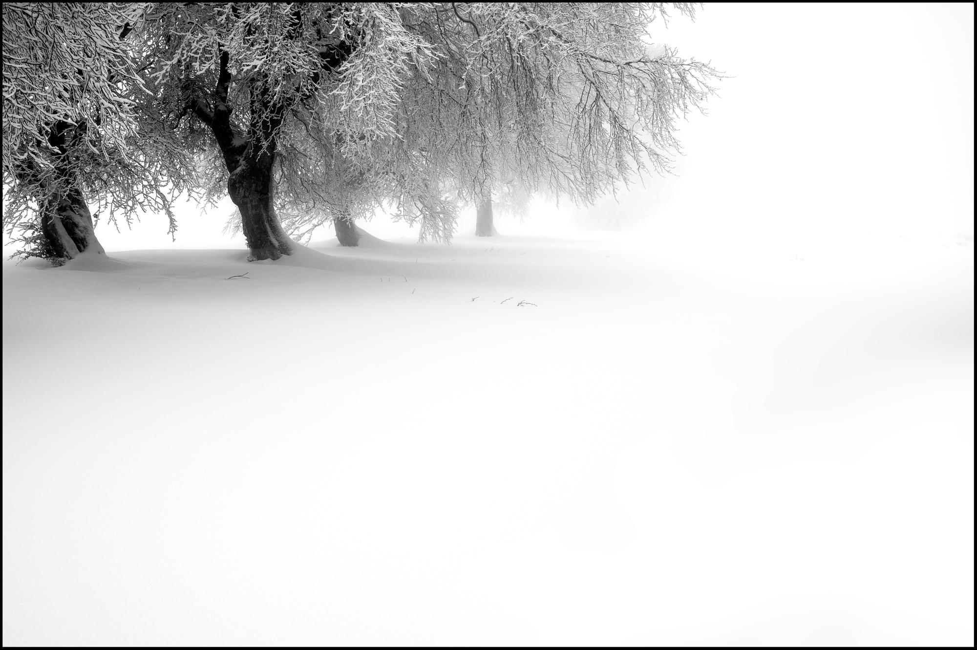 Windbuchen im Nebel, Schauinsland by Imi Koetz, Photography | Art Limited