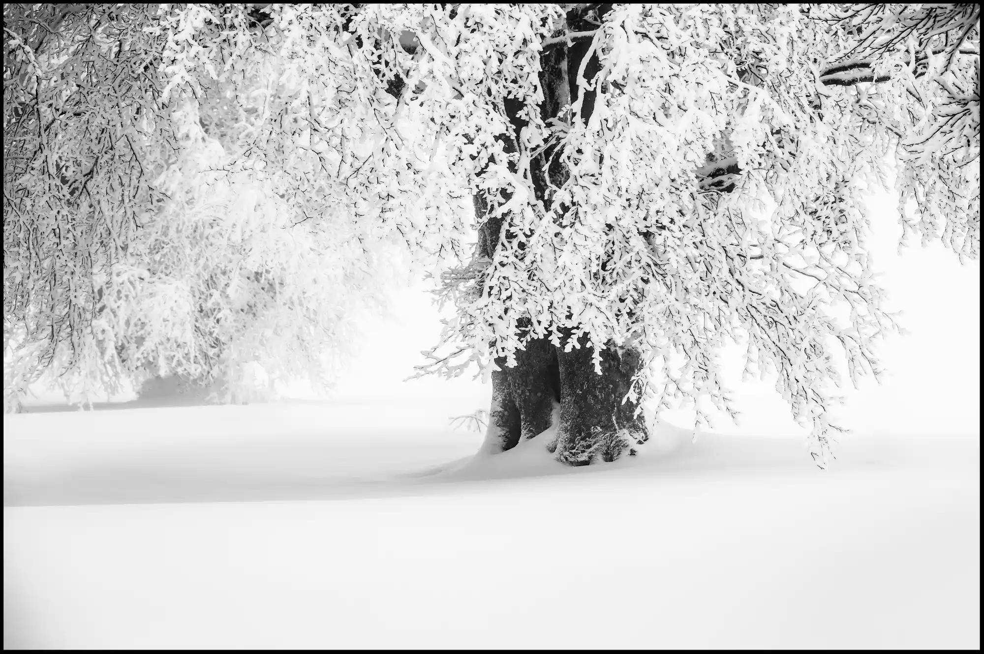 Windbuche im Nebel by Imi Koetz, Photography | Art Limited