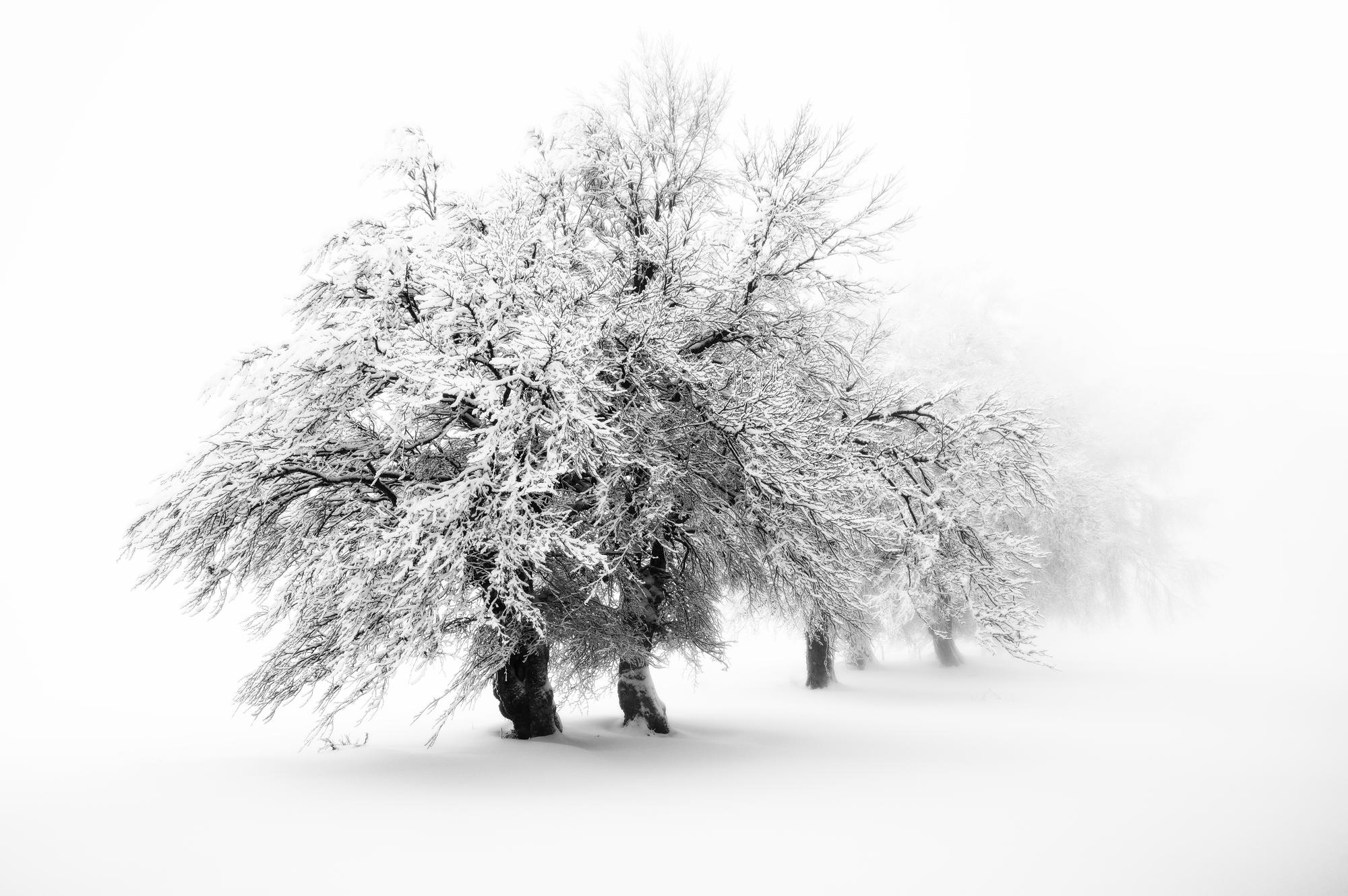 Schauinsland, Wind Beech Trees by Imi Koetz, Photography | Art Limited