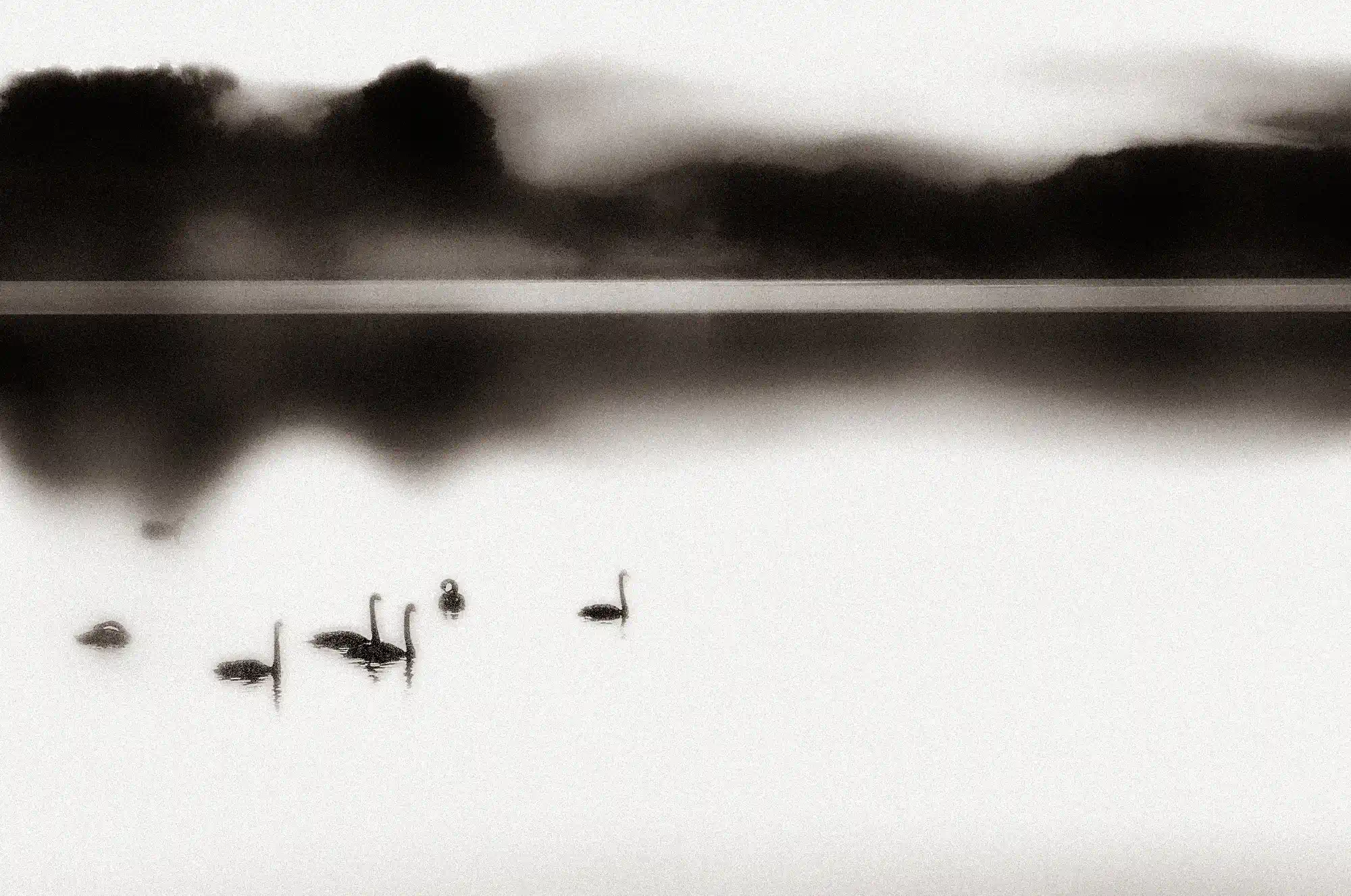 Black Swans ... is a creation by the artist Angelika Vogel. Category Nature, Landscape, Waterscape, lake, river, Fine-Art, Mystery, Photography, Digital. This artwork is for sale. CANON 7D. 2 distinctions, 206 views, 64 appreciations, 6 comments, 2 favourites.