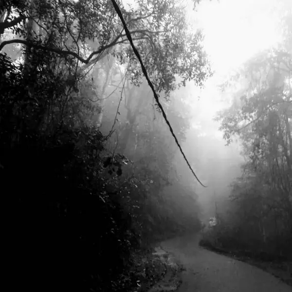 Walking in the Misty Haputhale by Sara Soyza