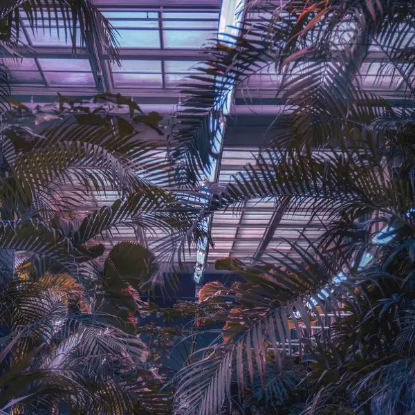 Cyber Greenhouse by Flavia Cordoni