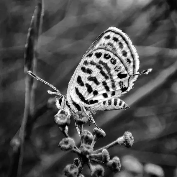White butterfly by Benaissa Ilyes