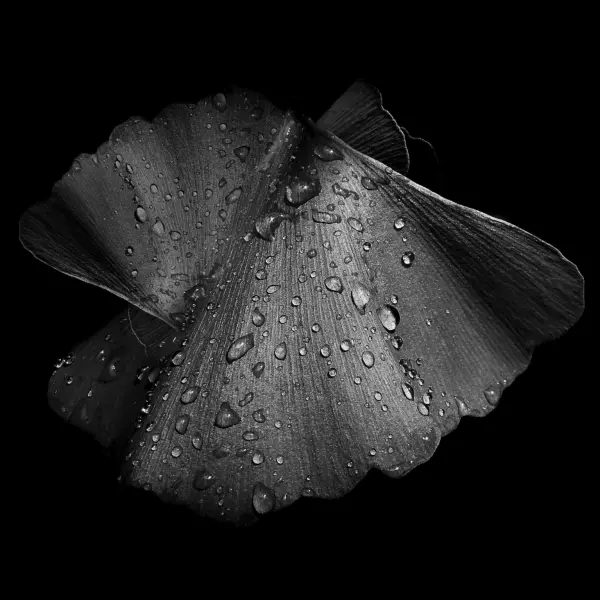 Occultus Creature by Murielle Etc in Photography Digital