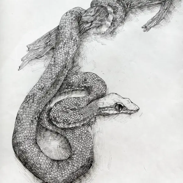 artistic drawings and technical drawings