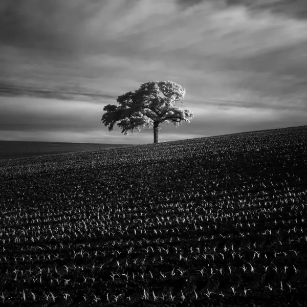 Untitled by Damian Ward