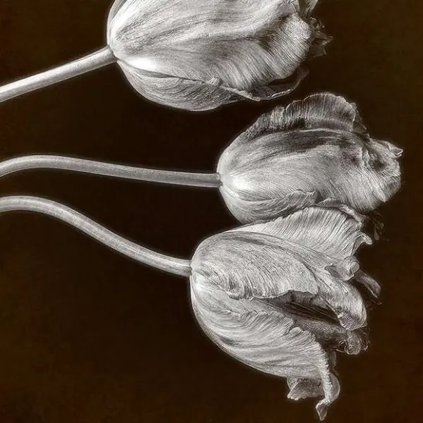 Elegy in Sepia by Tareq Habib