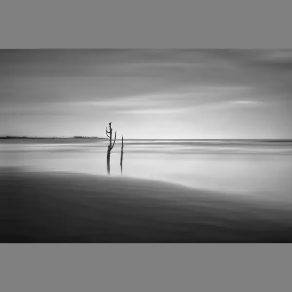 Withered trees in the sea by MingLun Tsai