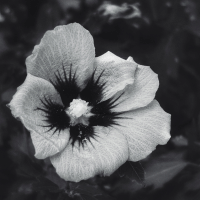 Delphine Absinthia, Amateur photographer